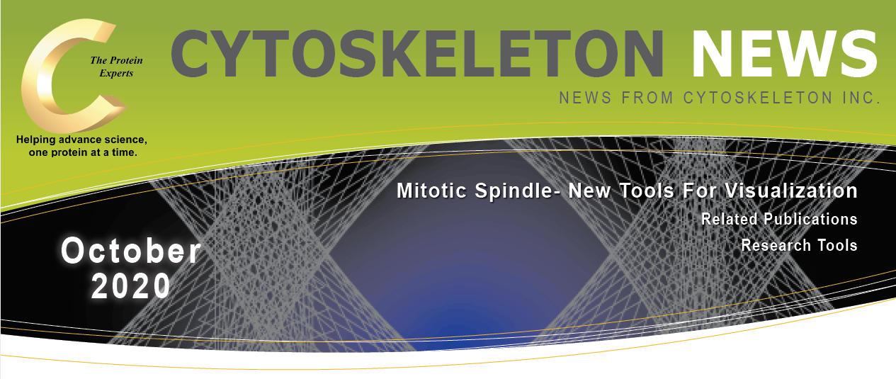 紡錘体 - 可視化に向けた新規ツール CYTOSKELETON NEWS 2020年10月号