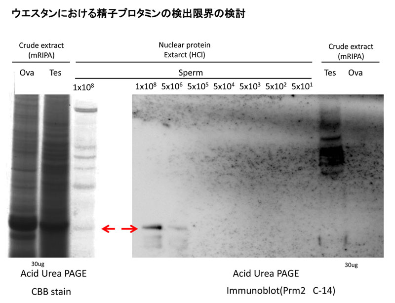 ウエスタンにおける精子プロタミンの検出限界の検討