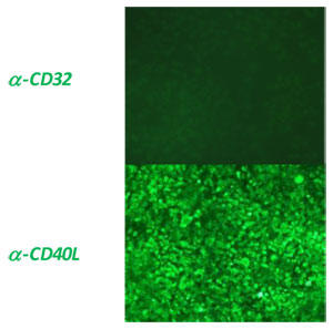 本細胞の免疫蛍光染色（IF）