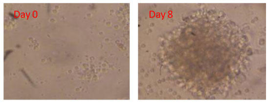 本細胞の存在下で培養した末梢血単核球（PBMC）