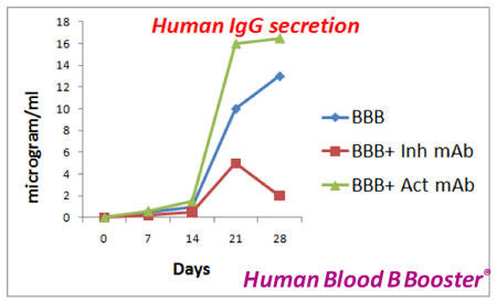 B細胞の増殖と Ig 分泌をサポート