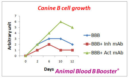 B細胞の増殖と Ig 分泌をサポート