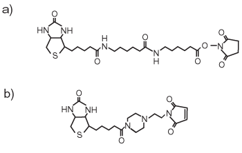 Reactive Biotin ̍\