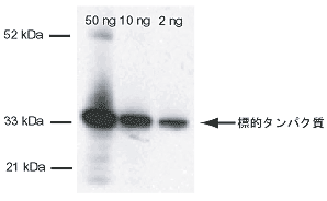 ALPWꎟR̂pEFX^ubgBALPW ꎟR̂25,000{߉tŐFAALP(Bold APB chemiluminescent substrate, Molecular Probes)𔽉A 20bԘIB