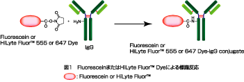 Fluorescein܂HiLyte Fluor™ Dye ɂW