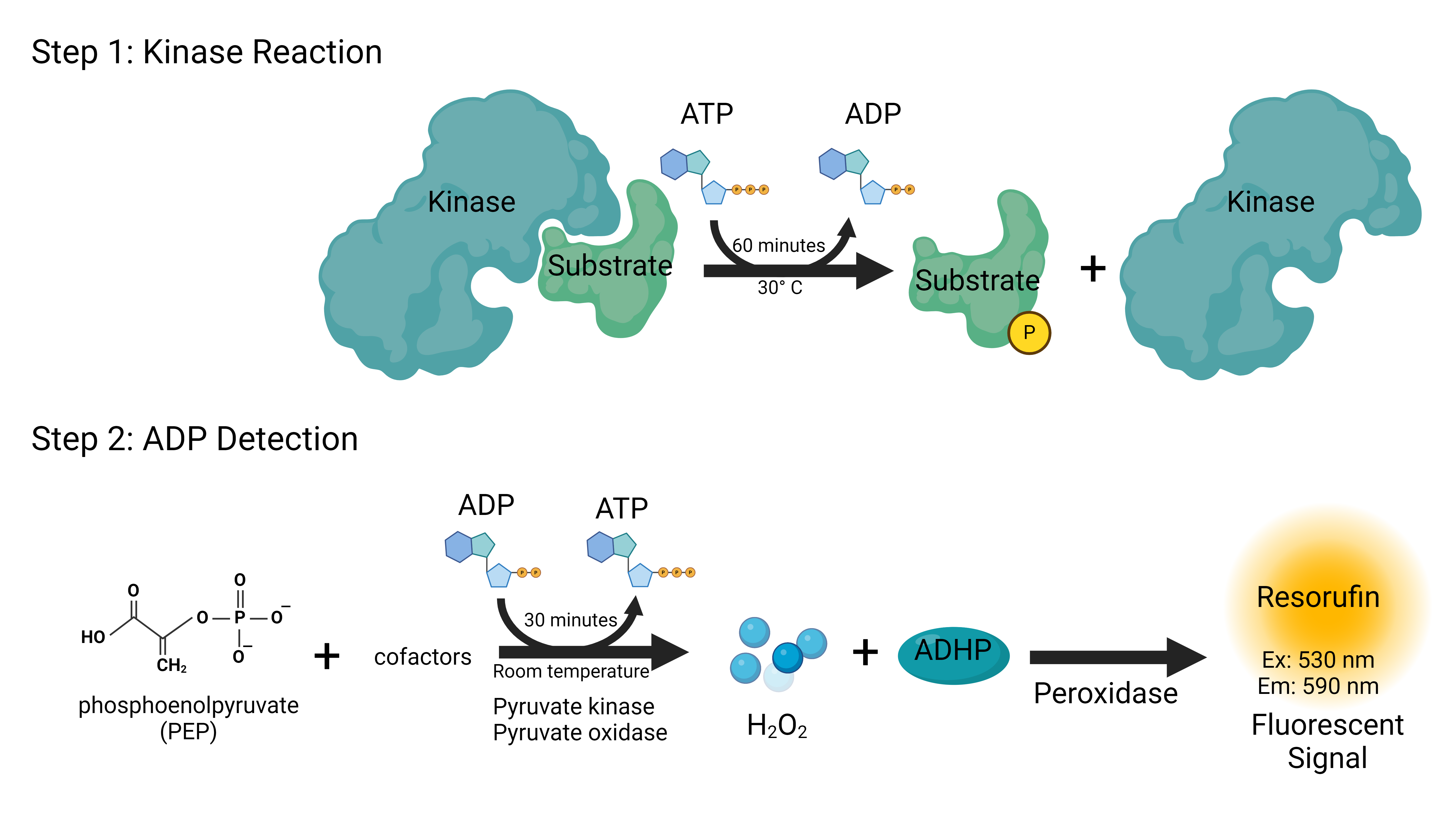 HitHunter<sup>®</sup> Kinase Enzyme Activity Assay原理