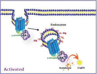 Activated GPCR Internalization assay原理