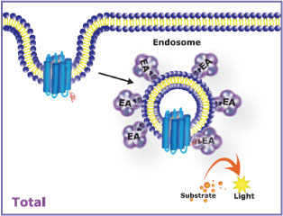 Total Endocytosis assay原理