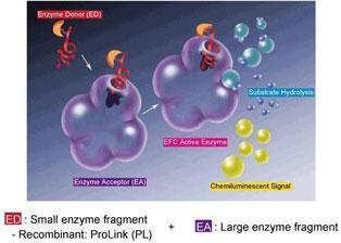 Enzyme Fragment Complementation(EFC)技術