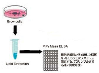 PIP3 Mass ELISA Kit