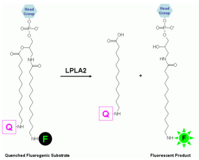 LPLA2uAbZC