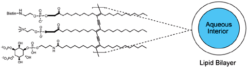 PolyPIPosomes