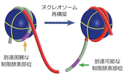 ヌクレオソーム基質 EpiDyne