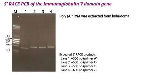 免疫グロブリン遺伝子V領域の5‘RACE PCR