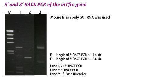 mTfrc遺伝子の5’ and 3’ RACE PCR