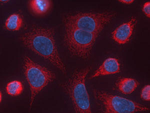 細胞を MITO-ID® Red ミトコンドリア染色キット（品番51007-500）で15分間染色