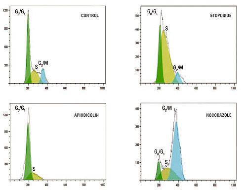 זE܁iEtoposideAAphidicolin ܂NocodazolejŏĊeɂזEis͂B