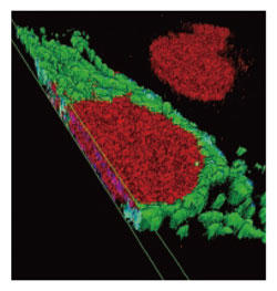 核（赤色）とミトコンドリア（GFP 発現；緑色）の3D イメージ。