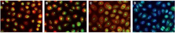 Nucleolar-ID Green pU20SזEF