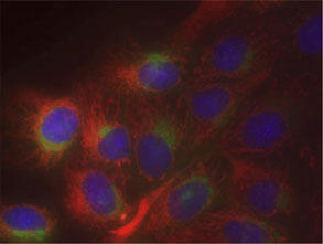 Organelle-ID-RGB® を用いてMDCK 細胞を染色
