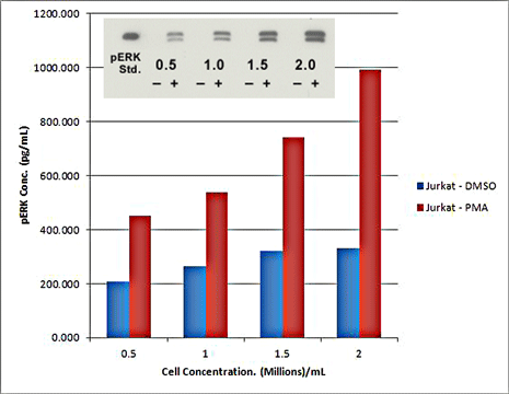 ʉ - pErk1/2  ELISA Lbg