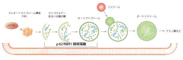 オートファジーのメカニズム