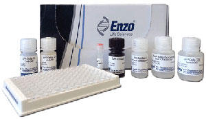 APP Delta C31 ELISA kit