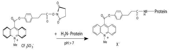 Acridinium NHS Ester ̕W