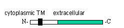 qg TRAILipeptide aa 95-281j̍\