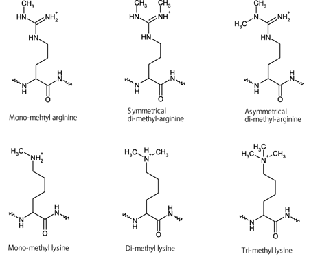 図1 ヒストンのアルギニン残基とリシン残基のメチル化