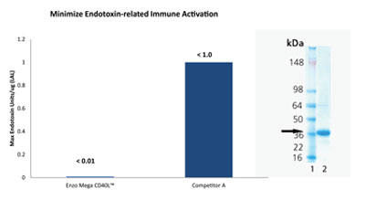 左：競合他社品とのエンドトキシン含量の比較 右：SDS-PAGEのクマシーブルー染色