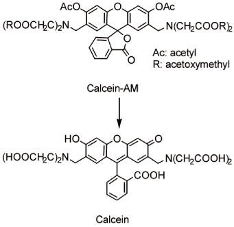 Calcein-AM  Calcein