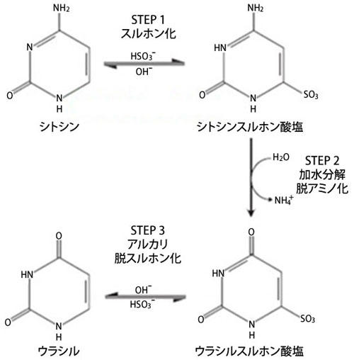 バイサルファイト変換の概要