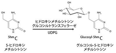 修飾塩基グルコシル-5-ヒドロキシメチルシトシンを生成