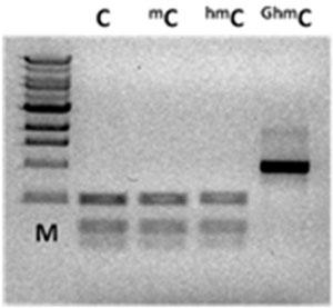 グルコシル化5-hmCがGSRE Csp6Iによる5hmCDNAの切断を阻害