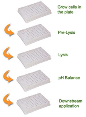 EpiXtract(TM) Total Histone oLbg̎gp@