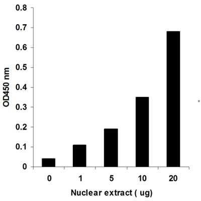 DNMT活性アッセイの高感度、特異性を核抽出物で検証