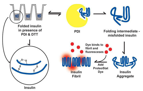 PROTEOSTAT® PDI AbZCLbg̊Tv