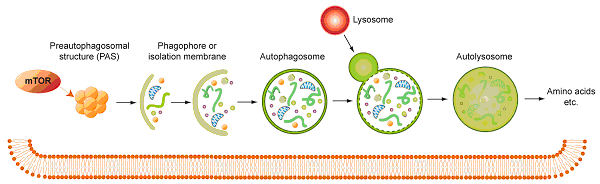 I[gt@W[ (Autophagy)