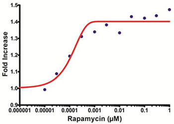 HepG2細胞をラパマイシン (mTORキナーゼ阻害剤) で一晩インキュベートし、CYTO-ID® 色素シグナルの増加の結果