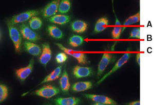 Organelle-ID RGB Reagent IF\\[A~gRhAAjߕ