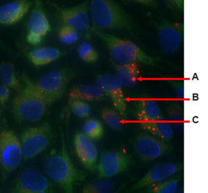 Organelle-ID RGB Reagent II\\[AÉAjߕF