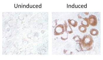 図3　誘導の顕微鏡解析 誘導培地で処理した3T3-L1 細胞 （右）。および未処理の細胞（左）。10日後に染色し、画像化した（40倍）。