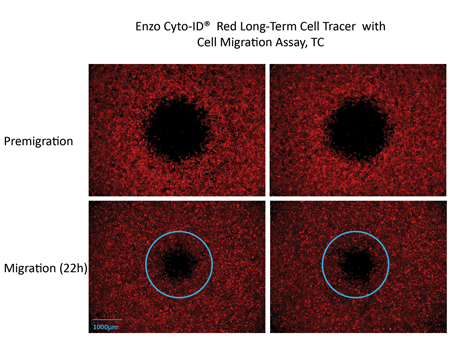 Cyto-ID® Red Long-Term Cell TraceriiԁFENZ-51037jpזEVAbZCiiԁFENZ-KIT113-0001j