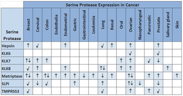 ENZ_SerineProtease_1.jpg