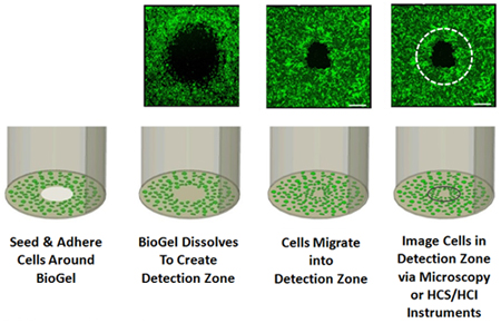 ENZ_cell_migration_2.jpg