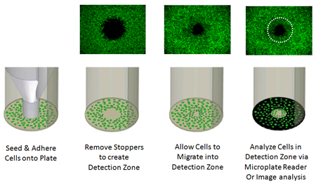 ENZ_cell_migration_3.jpg