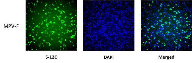 免疫蛍光染色によるMPV Fタンパク発現細胞の検出