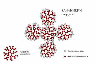 }1 SA-PolyHRP40̂̊T}