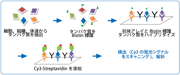 FMB_AntibodyMicroarray_3.gif